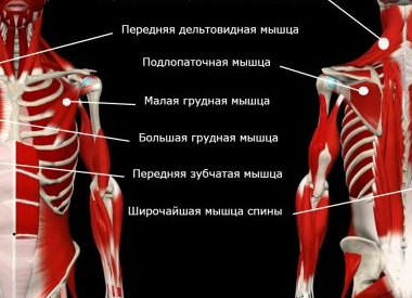 Как исправить круглые плечи: гид по коррекции осанки