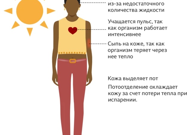 Как наше тело реагирует на жару во время бега