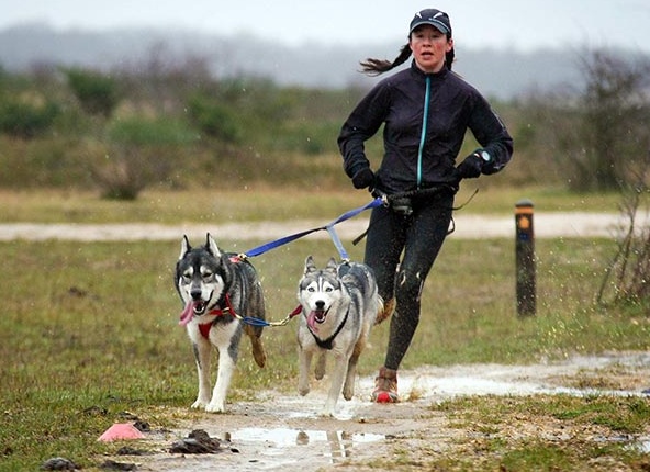 Как бегать с собакой